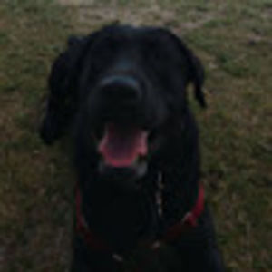 Meet your Posher, Tyler